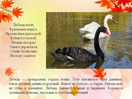 Рассказ про лебедя