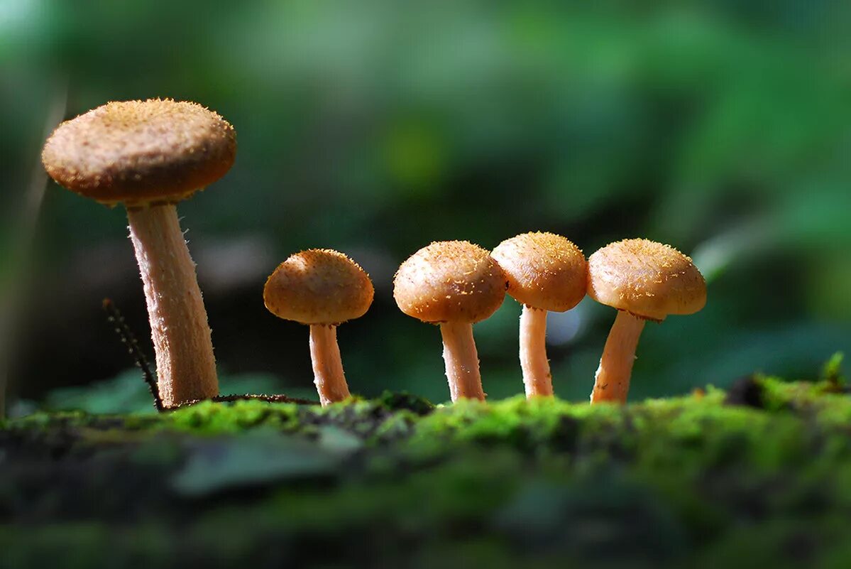 Самый маленький гриб. Самый маленький груб в мире. Керамические грибочки. Гриб мини под. Грибы во мху.