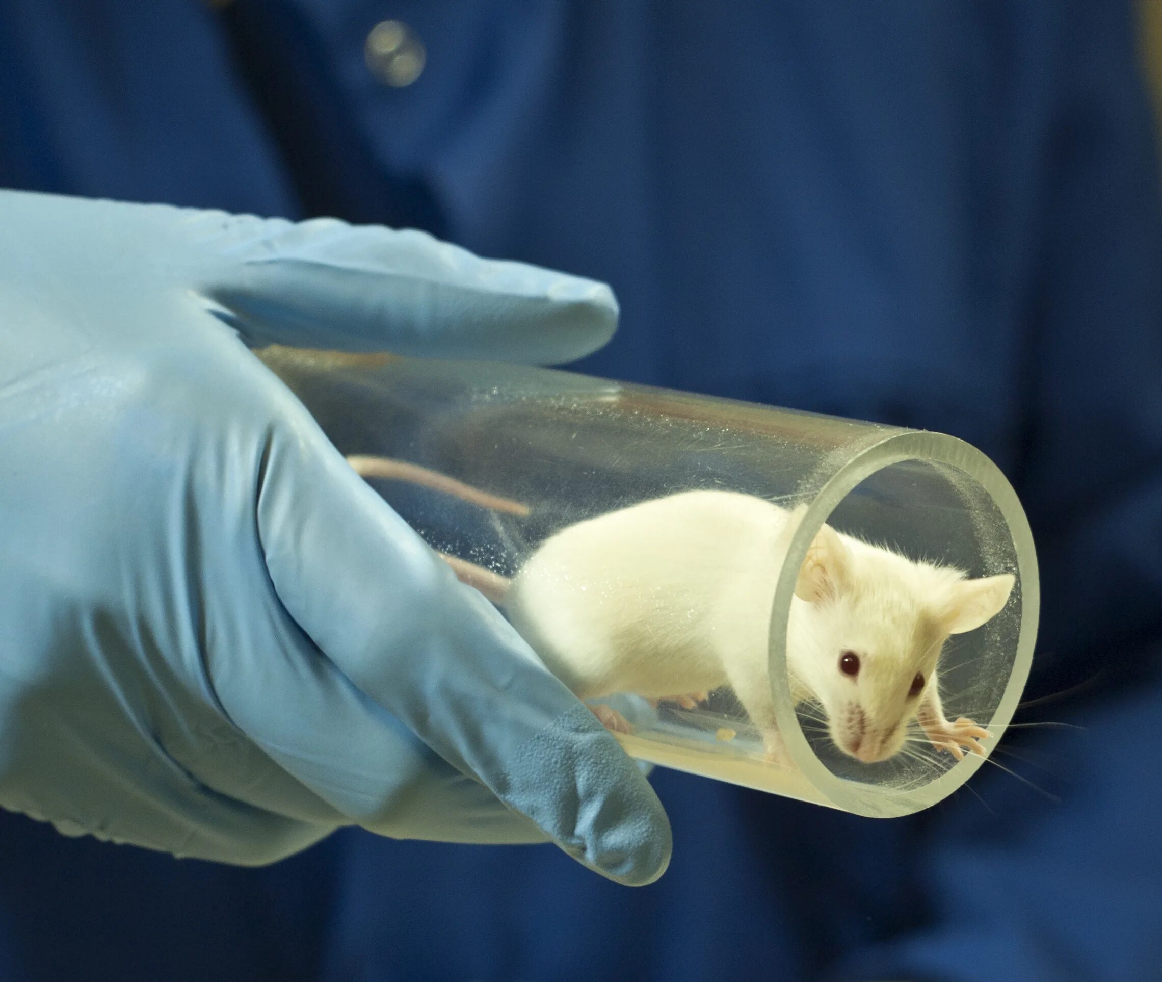 Животные гнотобионты. In vivo исследования на мышах. Мыши гнотобионты. Гнотобиология микробиология.