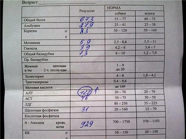 Общий белок понижен в крови причины. Нормы показателей биохимического анализа крови у собак. Анализ крови общий белок. Общий белок анализ. Анализ крови белок норма.