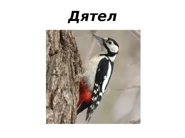 Почему дятлы получили такое название