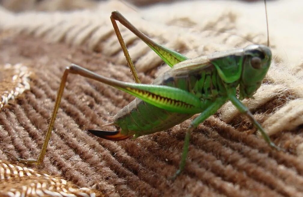 длинноусый кузнечик. кузнечиковые прямокрылые. прямокрылые саранча. саранча перелетная locusta migratoria. кузнечик зеленый (tettigonia viridissima).