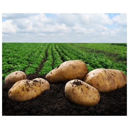 2,798 Potato Fields Stock Photos - Free & Royalty-Free Stock Photos from Dreamst