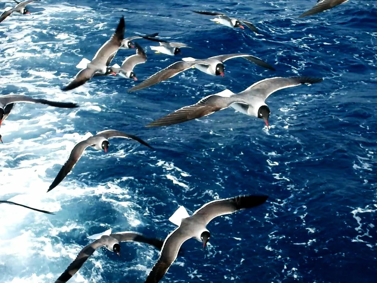 Птицы летающие под водой. Стая дельфинов. Чайки дельфины. Чайки над волной. Стая чаек.