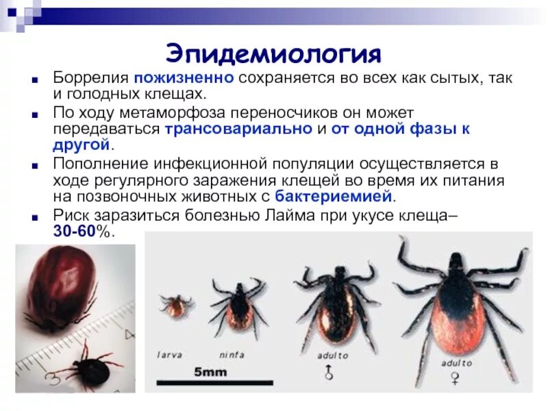 Передается ли энцефалит. Боррелиоз и клещевой энцефалит. Переносчики инфекции клещевой боррелиоз. Клещевой боррелиоз переносчик.