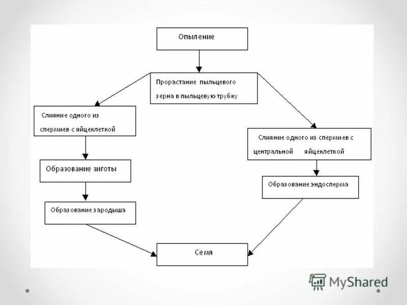 Опыление двойное оплодотворение 6 класс презентация