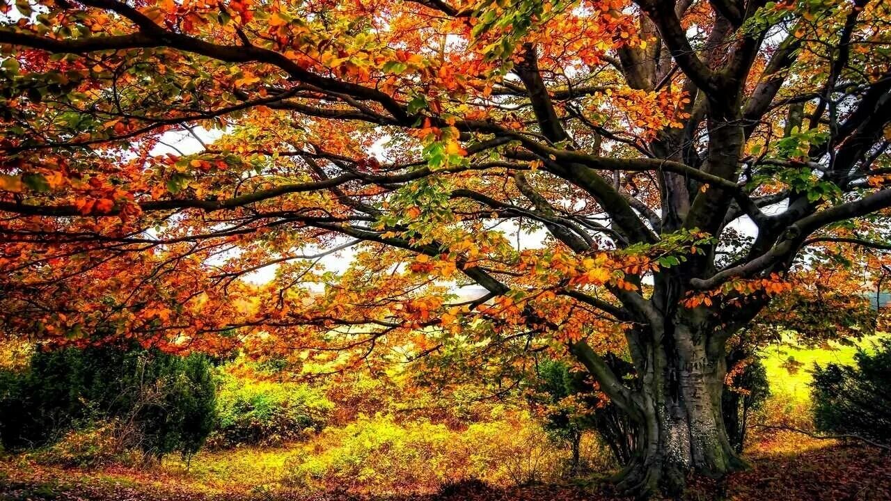 Home - Eweb4.com Autumn trees, Fall wallpaper, Cute fall wallpaper