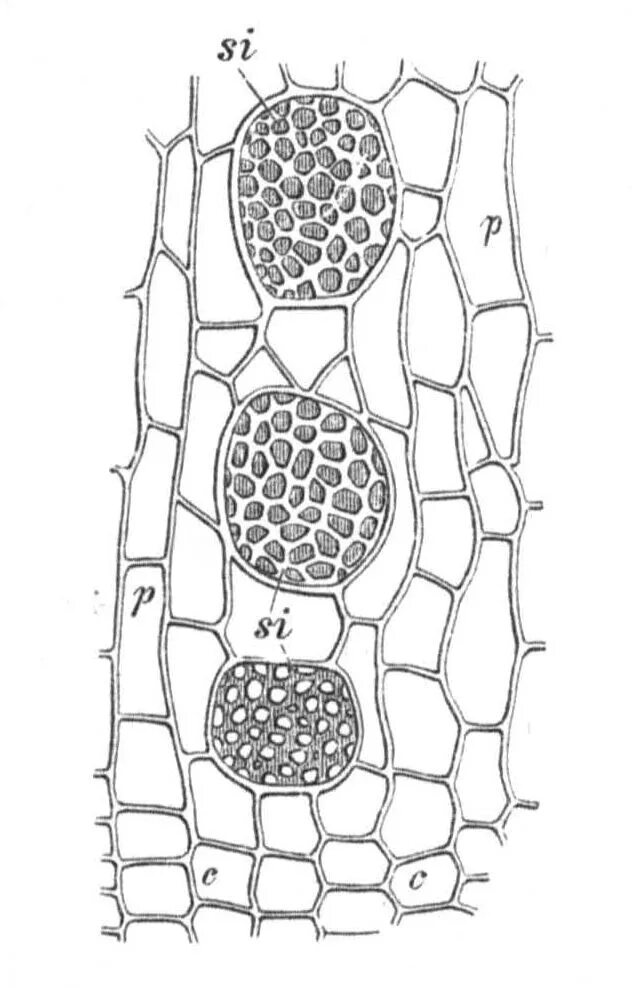 Поперечный срез корня Cucurbita Pepo. Ситовидные элементы во флоэме тыквы обыкновенной. Некроз флоэмы. Флоэмы банана. Флоэма рисунок