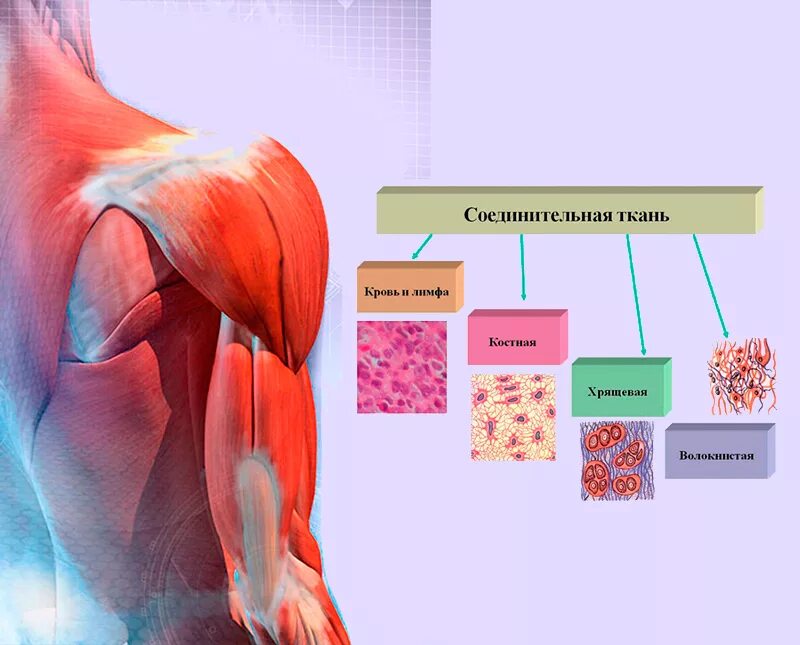 Соединительная мышца. Заболевания соединительной ткани. Соединительная ткань мышцы. Системные болезни соединительной ткани. Заболевания соед ткани.