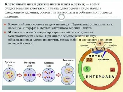 Интерфаза и фазы митоза