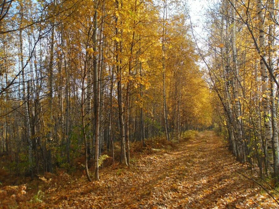 кроет уж лист золотой влажную землю в лесу. уж лист золотой влажную землю. майкова «кроет уж лист золотой». стих кроет уж лист золотой влажную землю в лесу. уж лист золотой влажную землю.