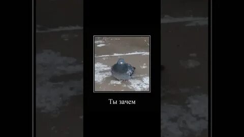 Съел почему твердый