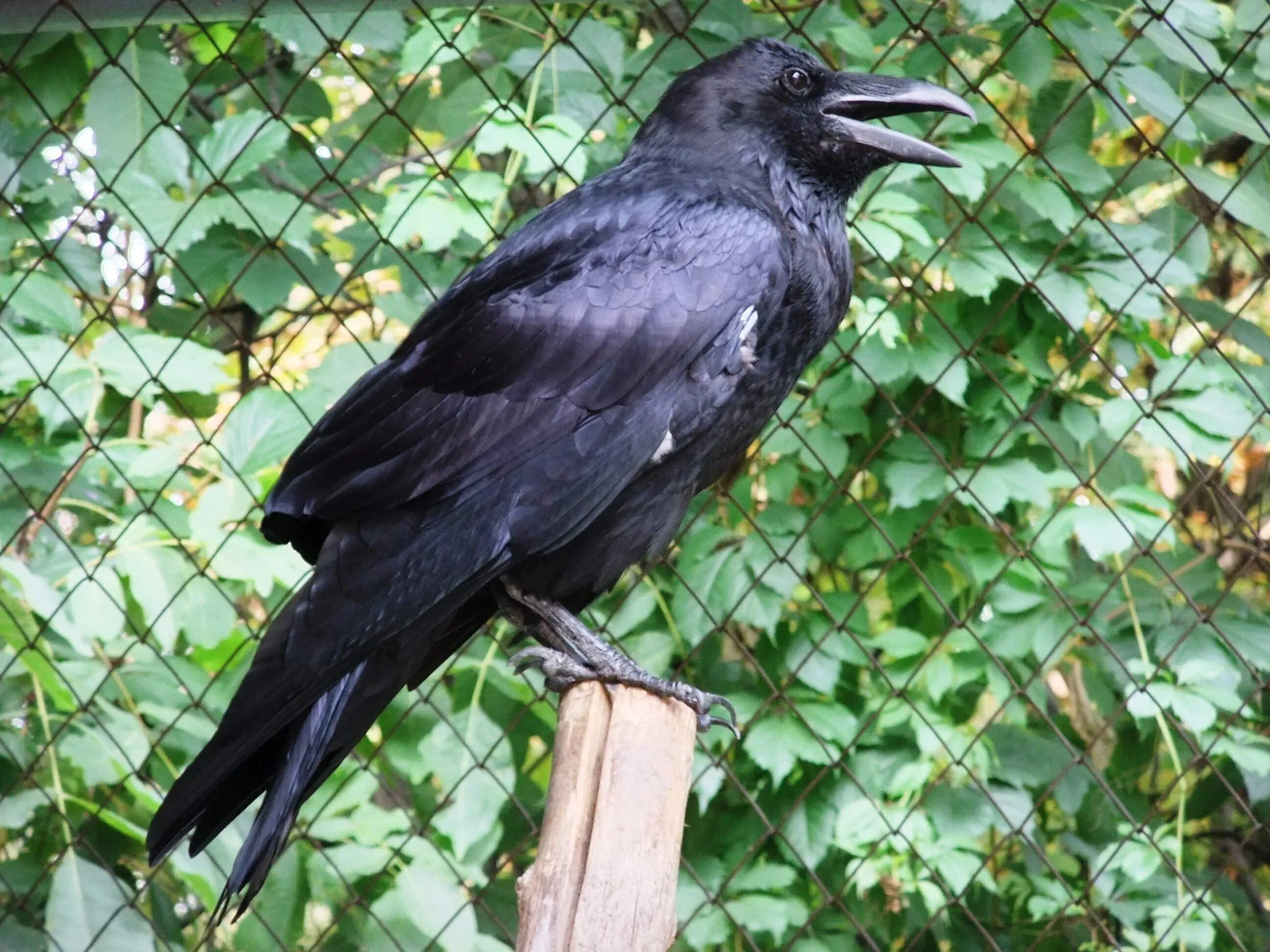 Ворон 30 ранг. Ворон 30. Ворон обыкновенный. Голова ворона. 35 ранг ворон 11 сила.