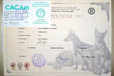 Ркф классы собак на выставке