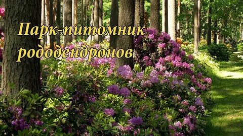 Не цветут здесь