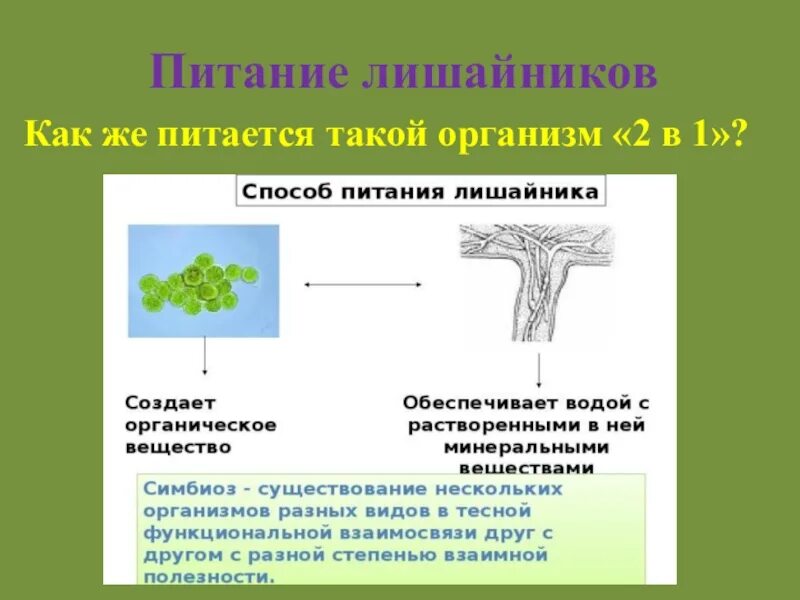 Тип питания лишайника 5 класс. Способ питания лишайников. Как питаются лишайники. Процесс питания лишайников.