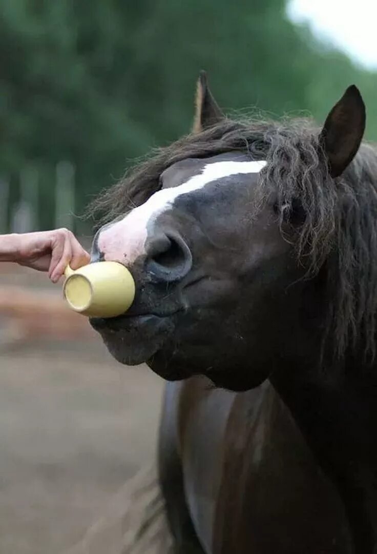 Смешная лошадь. Забавные лошадки. Лошадь прикол. УГАРНАЯ лошадь. Лошадь пьет чай