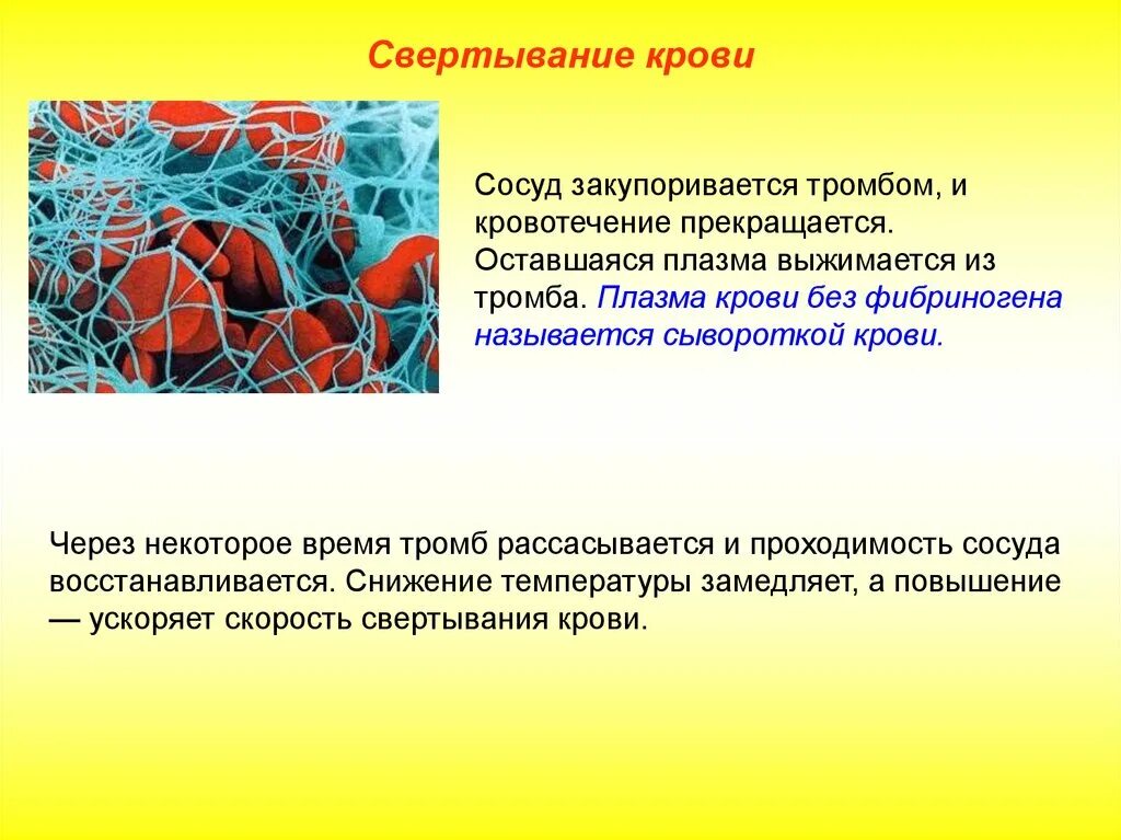 При понижении окружающей среды сосуды кожи. Участвует в свертывании крови. Свертывание крови плазмой. Функции свертывания крови. Белки свертывания крови.