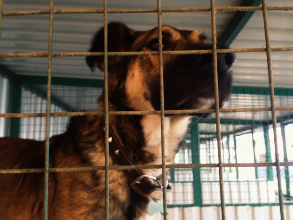 Приют егорка. Приют для собак щербинка. Приют для собак в щербинке официальный сайт. Щербинский приют для собак. Собачий приют ул брусилова.