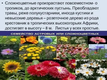 Травянистые растения преобладают в