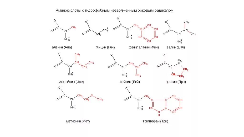 Гидрофильные анионные аминокислоты. Неполярные гидрофильные аминокислоты. Гидрофобные радикалы аминокислот. Гидрофобные и гидрофильные аминокислоты. Аминокислотные радикалы