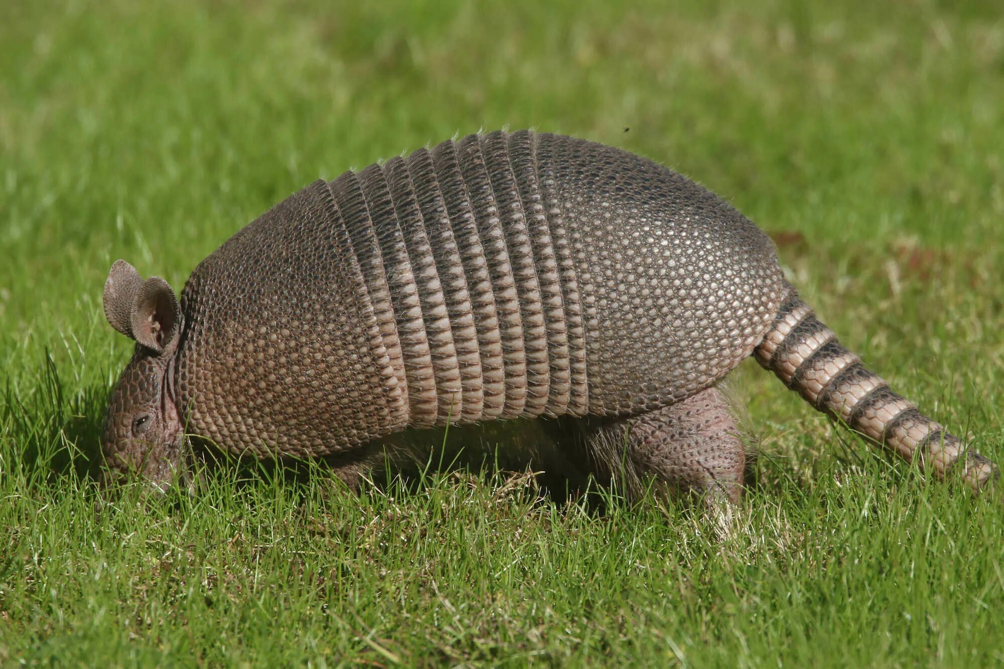 Девятипоясный броненосец. Девятипоясный броненосец. Плащеносный броненосец. Армадилло броненосец. Моб броненосец.