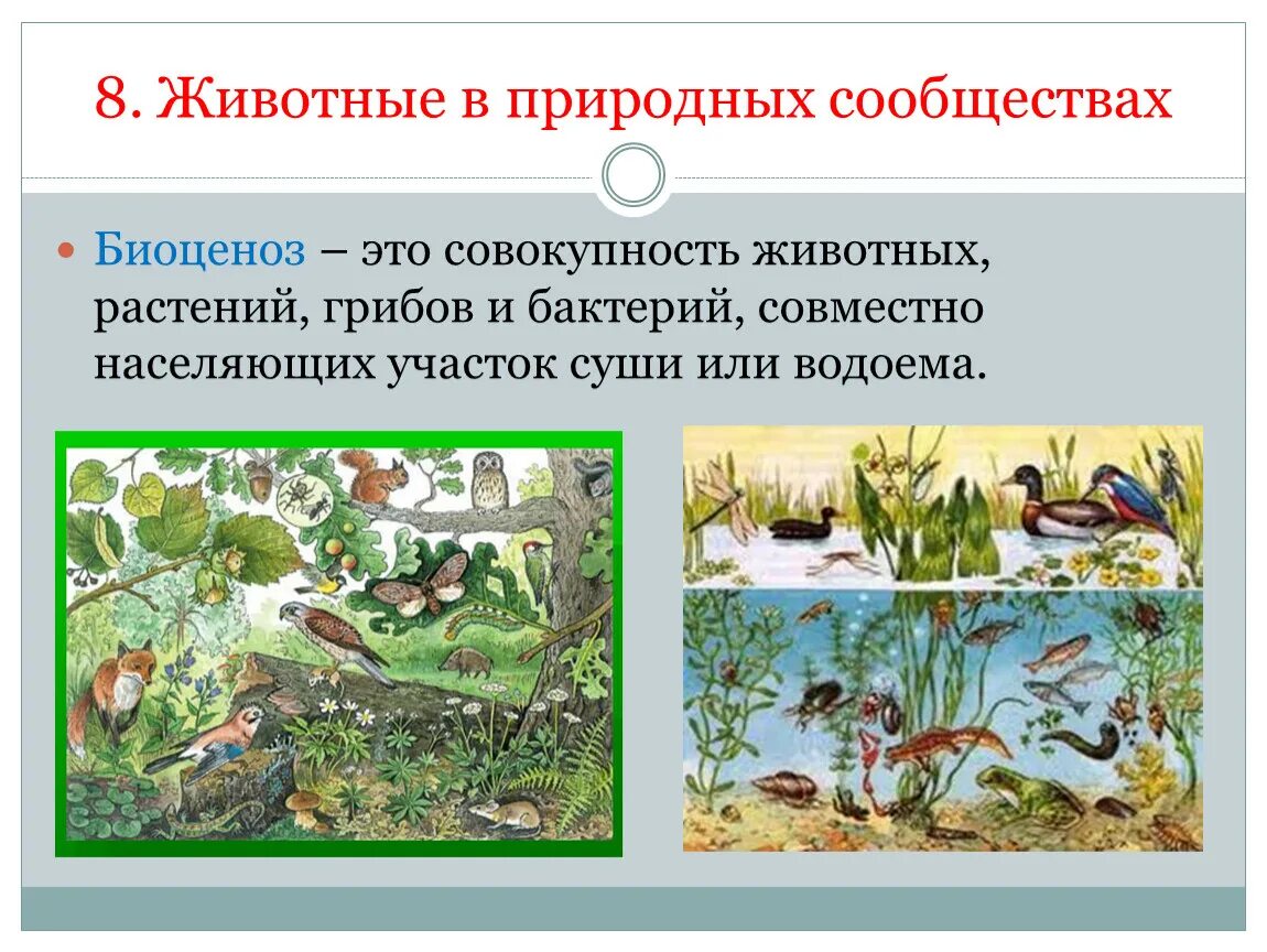 Природное сообщество биоценоз. Сообщество растений и животных. Обитатели природных сообществ. Организмы в природных сообществах.