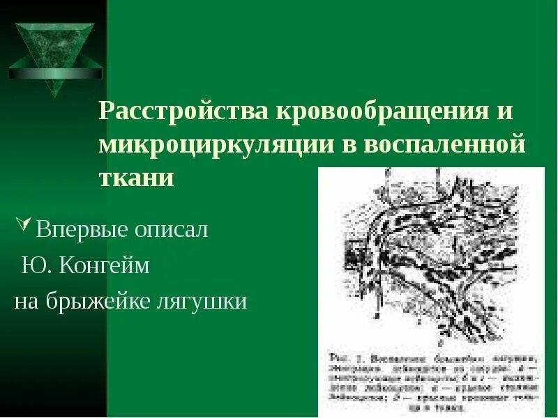 Воспаление ткани латынь. Расстройства микроциркуляции в воспаленной ткани. Стадия нарушения кровообращения при воспалении. Нарушения кровообращения в воспаленной ткани. Расстройства кровообращения и микроциркуляции при воспалении.