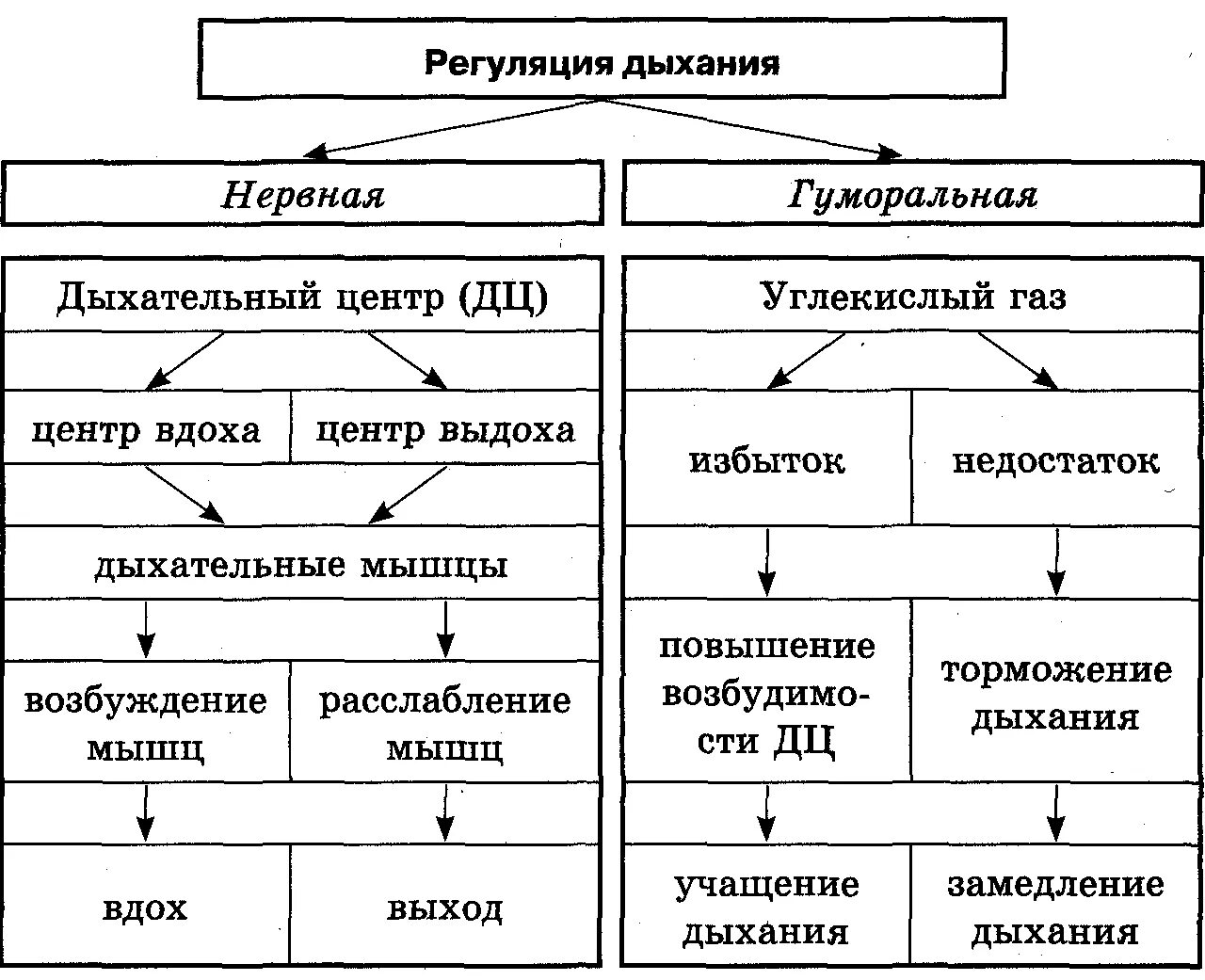 Схема регуляции дыхания 8 класс биология. Регуляция дыхания нервная и гуморальная таблица. Гуморальная регуляция дыхания схема. Нервная регуляция дыхания схема.