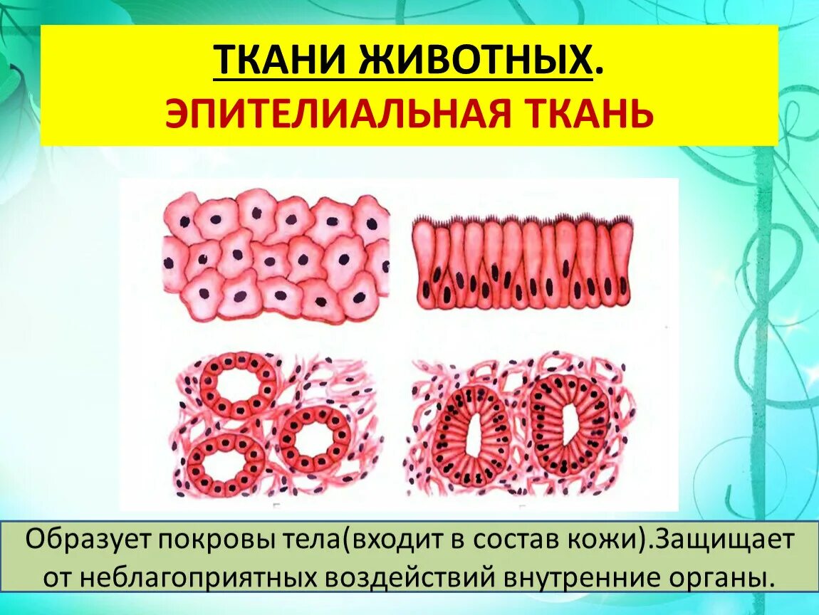 Пример эпителиальной ткани человека. Строение эпителиальной ткани 5 класс биология. Строение эпителиальной ткани животных 5 класс. Эпителиальная ткань 5 класс биология. Эпителиальнаяткани животных.