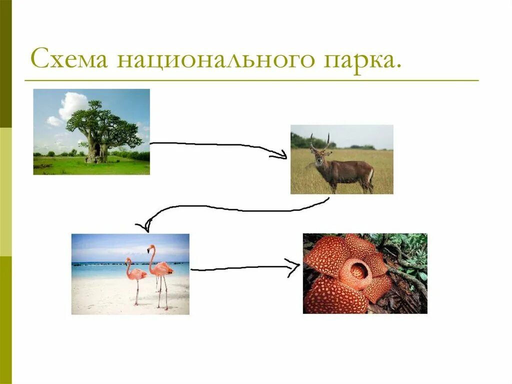 Презентация на тему танзания. Проект создания национального парка. Проект создания национального парка. План парка в танзании. Цель проекта национальный парк танзании.