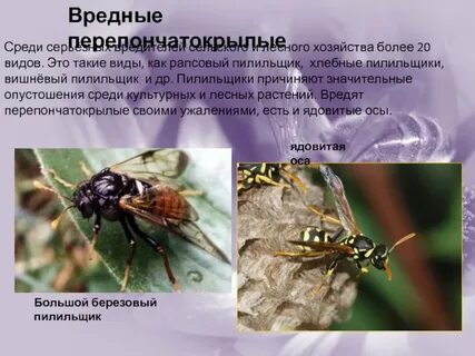 Перепончатокрылые насекомые характеристика