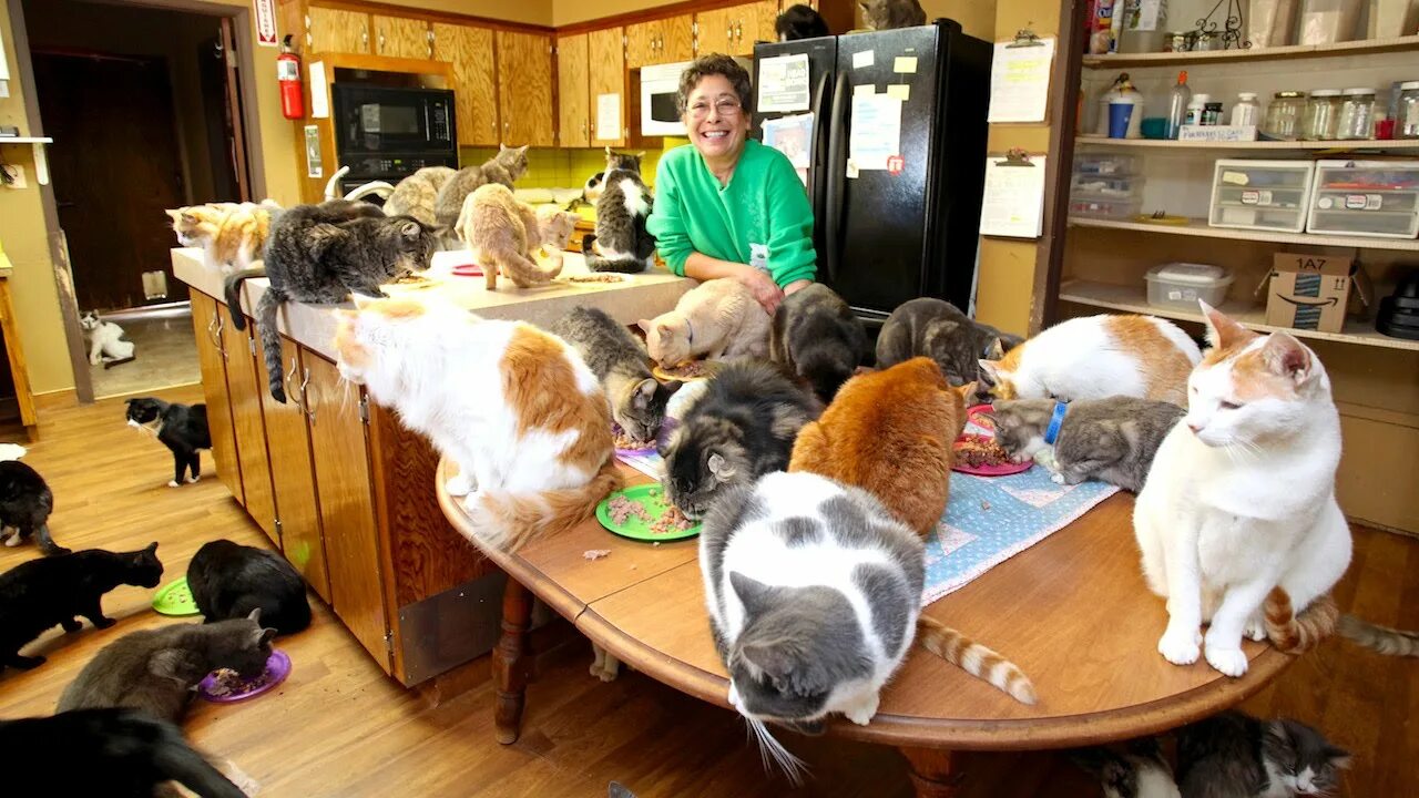 Кажется что дома кот. Много котов в квартире. Домашние животные в доме. Много животных в квартире. Множество кошек в квартире.