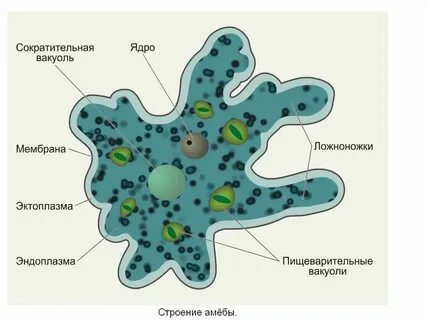Установите последовательность процесса питания амебы