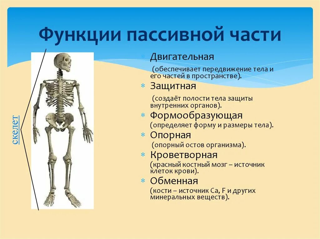 Функции опорно двигательной системы. Функции опорно-двигательного аппарата человека. Строение и функции опорно-двигательной системы. Скелет пассивная часть опорно двигательного аппарата. Роль опорно двигательной системы 3 класс