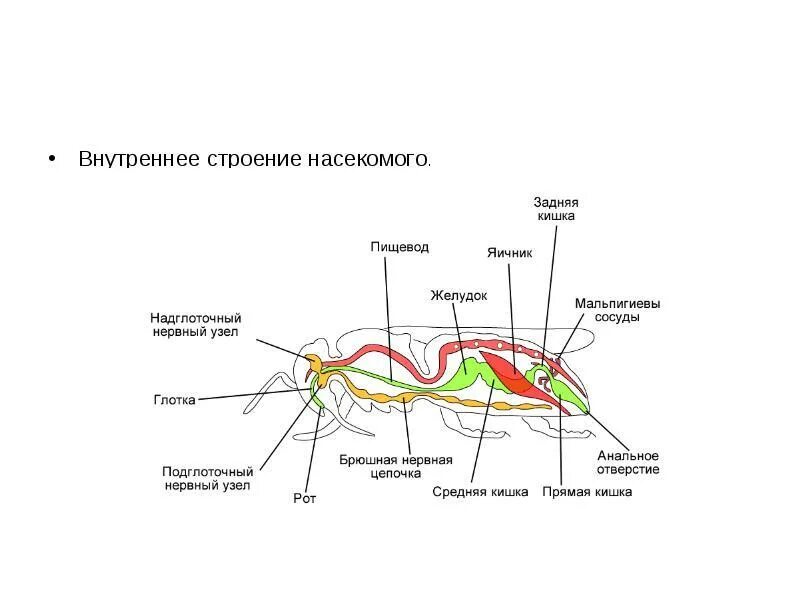 Какие части насекомого изображены. Класс насекомые пищеварительная система. Внутреннее строение насекомых кровеносная система. Строение насекомых 7 класс биология. Схема строения пищеварительной системы насекомых.