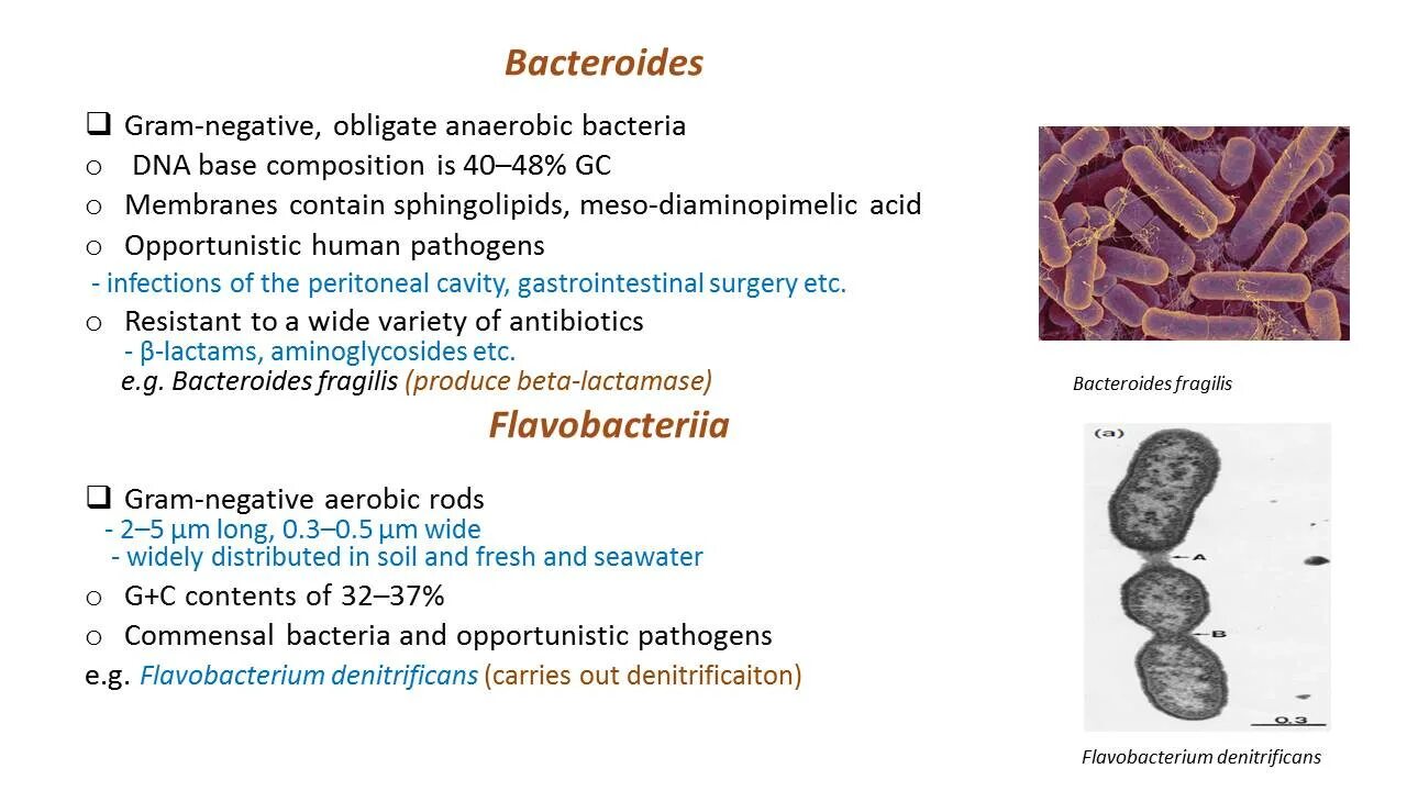 Bacteroides spp что это. Bacteroides. классификация bacteroides. бактерии фрагилис. род bacteroides.