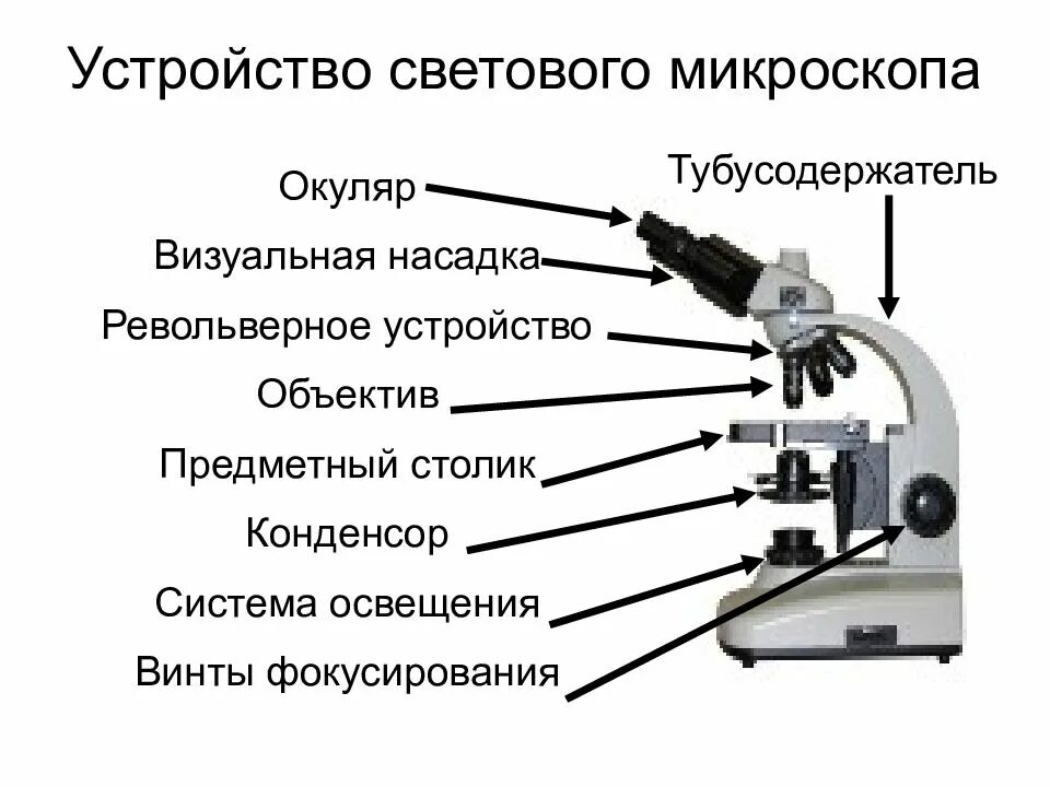 Какую функцию выполняет объектив при работе микроскопа. Строение частей микроскопа. Строение микроскопа микроскоп световой микроскопа. Световой микроскоп строение. Микроскоп сбоку строение.