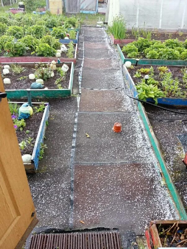 дачные вести. дачные феи на вднх. грядки в теплицы из кирпичей. огород в июне. работа в огороде.