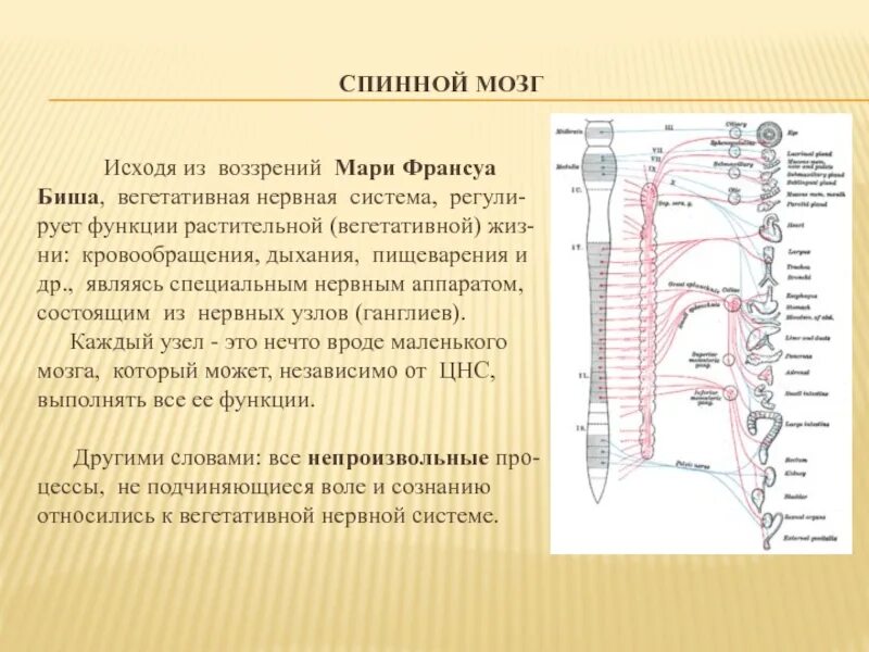 Связь спинного мозга с головным. Связь спинного мозга с головным кратко. Вегетативная система спинного мозга. Спинной мозг вегетативная нервная система. Спинной мозг вегетативные функции