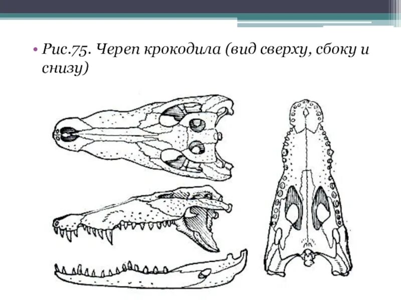 Челюсть крокодила строение. Зубная система земноводных. Зубная система пресмыкающихся. Зубная система амфибий. Особенности строения зубной системы парнокопытных