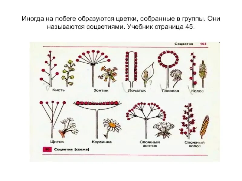 Соцветия у большинства растений цветки на побегах