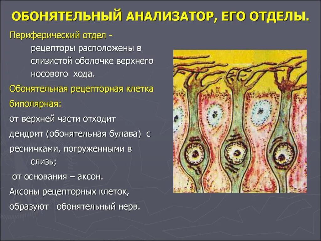 Периферический отдел обонятельного анализатора. Функции обонятельного анализатора кратко. Строение рецепторов обонятельного анализатора. Схема периферической части обонятельного анализатора. Обонятельный проводниковый отдел