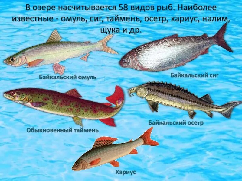 Рыба которая водится в озерах. Озеро Байкал омуль. Рыба Байкала названия. Название байкальских рыб. Рыбы обитающие в Байкале.