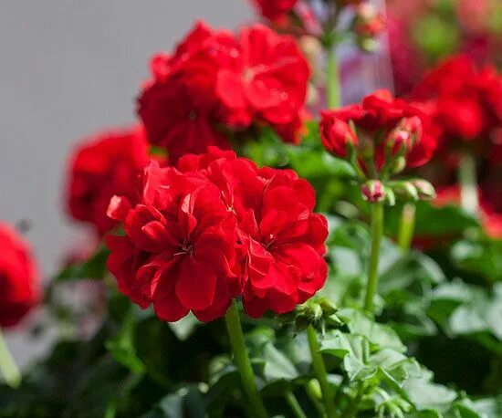 Geranium 'Calliope ® Dark Red' Wayside Gardens