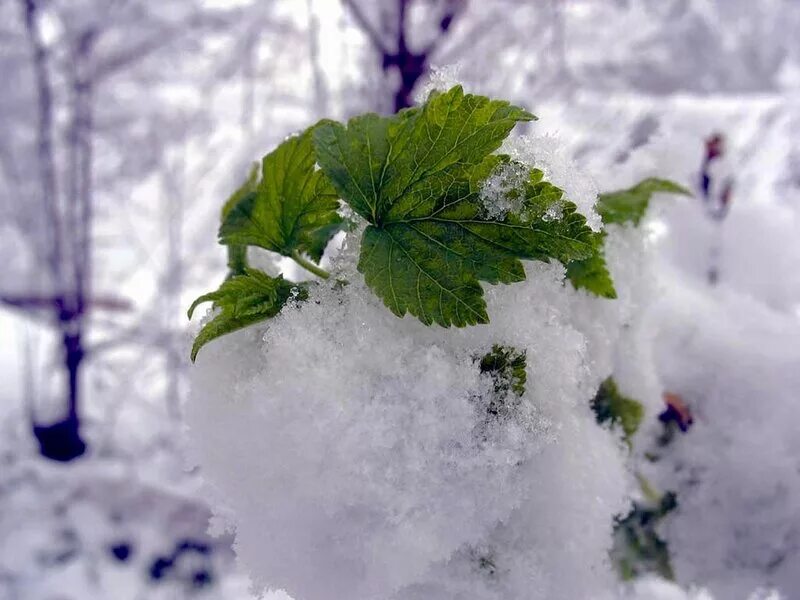 Зеленая зима это. Зеленая зима. Еловые ветки фон. Новогодний фон с еловыми ветками. Зеленый зимой.