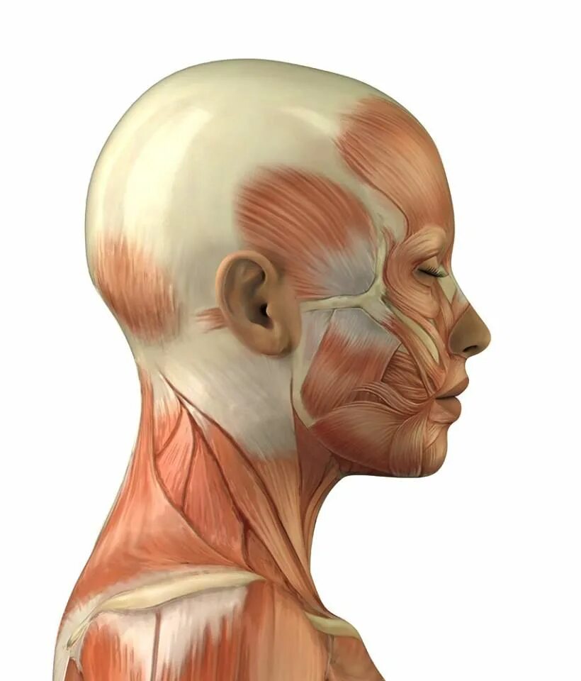 Ткани лба. Мышцы лица. Мышцы лица с боку. Мышцы лица профиль.