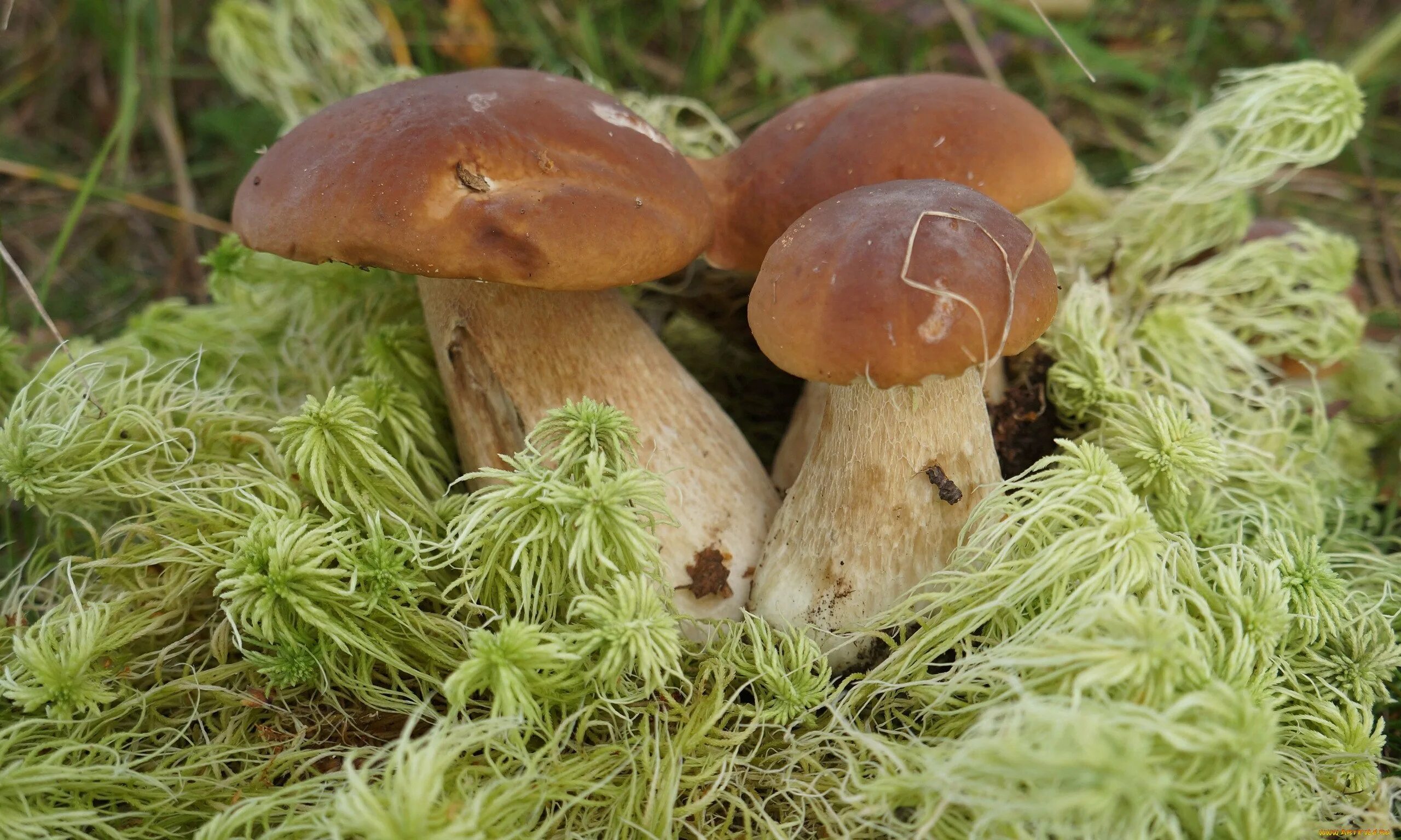 Осенние грибы. Белый гриб. Заставка на рабочий стол грибы. Грибной лес. Грибочки стоят