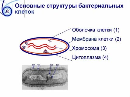 В клетках бактерий отсутствует клеточная оболочка цитоплазма