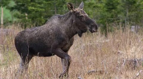 Лось парнокопытное животное